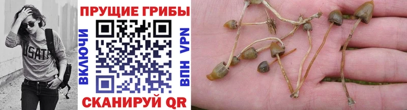 купить наркотик  Евпатория  Галлюциногенные грибы Psilocybine cubensis 